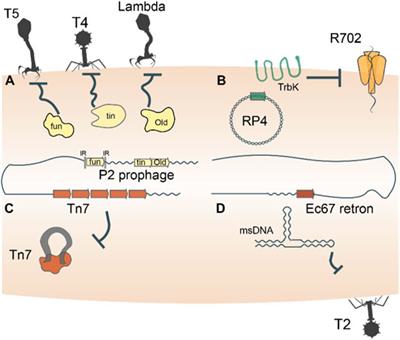 Recruitment of Mobile Genetic Elements for Diverse Cellular Functions in Prokaryotes